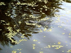 Thumbs/tn_8-2-02 Cypress Swamp Tour 29.jpg